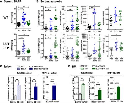 B cell-activating factor (BAFF) from dendritic cells, monocytes and neutrophils is required for B cell maturation and autoantibody production in SLE-like autoimmune disease